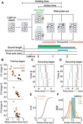 The Fast Spiking Subpopulation of Striatal Neurons Coding for Temporal Cognition of Movements